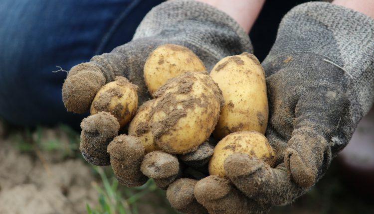 îngrășăminte organice