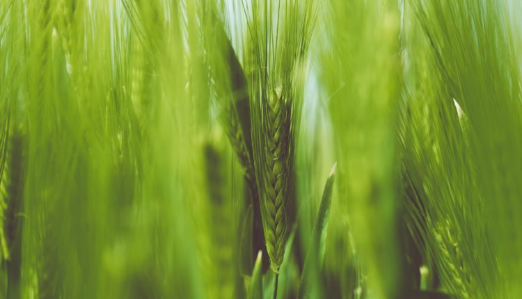 grau verde sustenabilitate