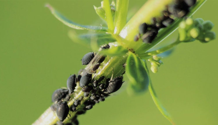 insecte modificate genetic
