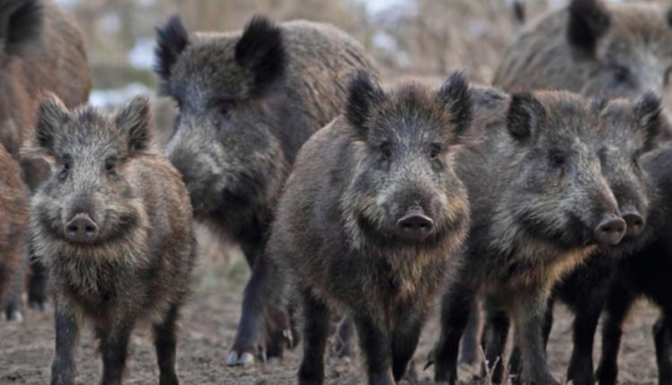 Mistreți pestă porcină despăgubiri