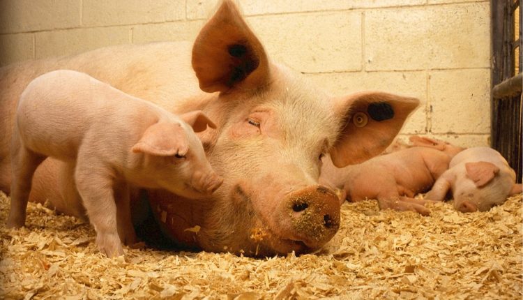 porc