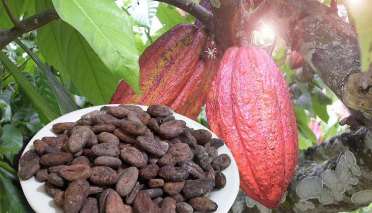 cacao, ciocolată