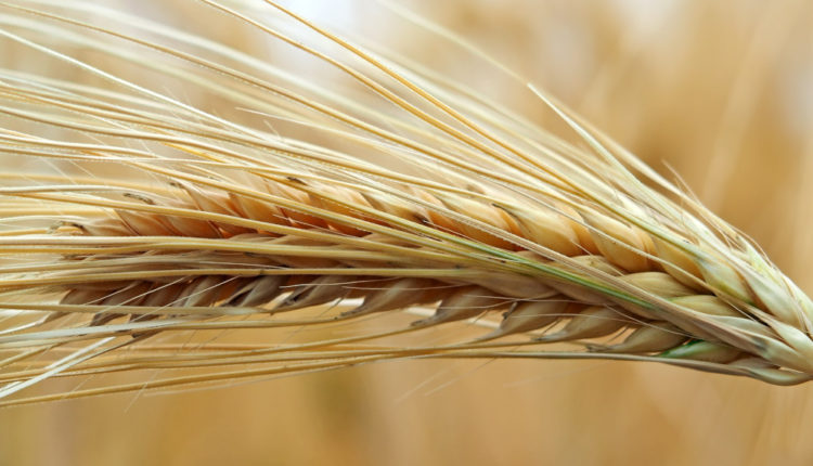 exporturile de grâu franțuzești