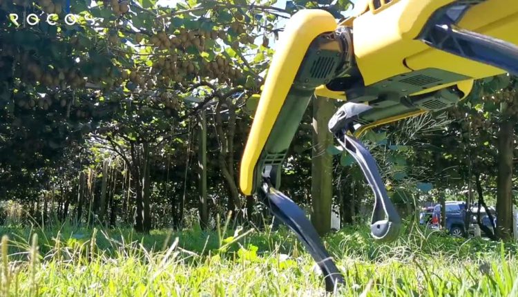 câinele robot