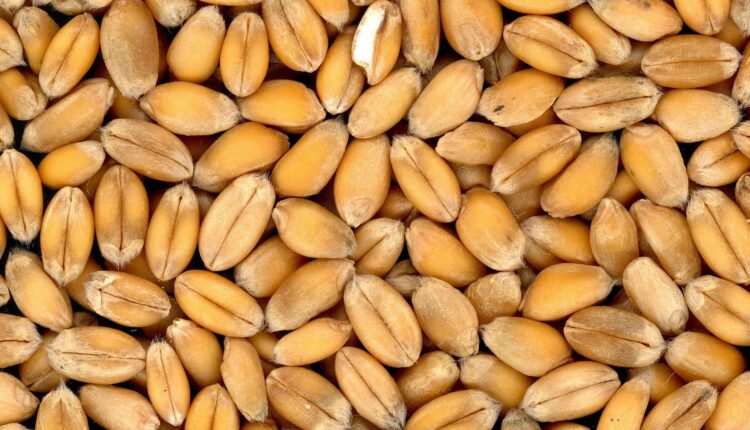 grain