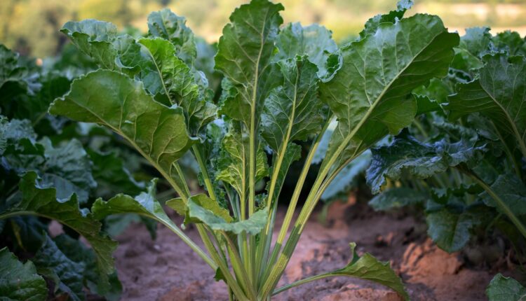 sfecla de zahăr, zahărul