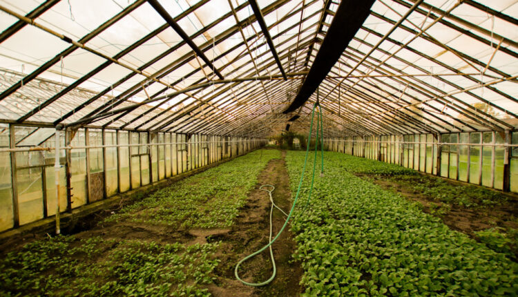 producția în spații protejate