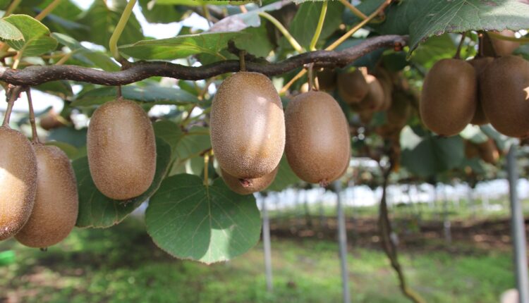 kiwi softripe