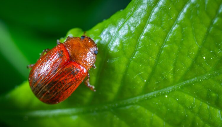 Bugs