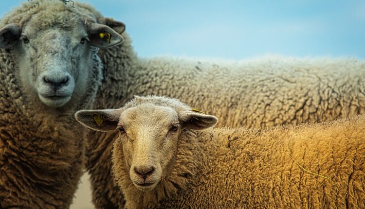ovine Bluetongue