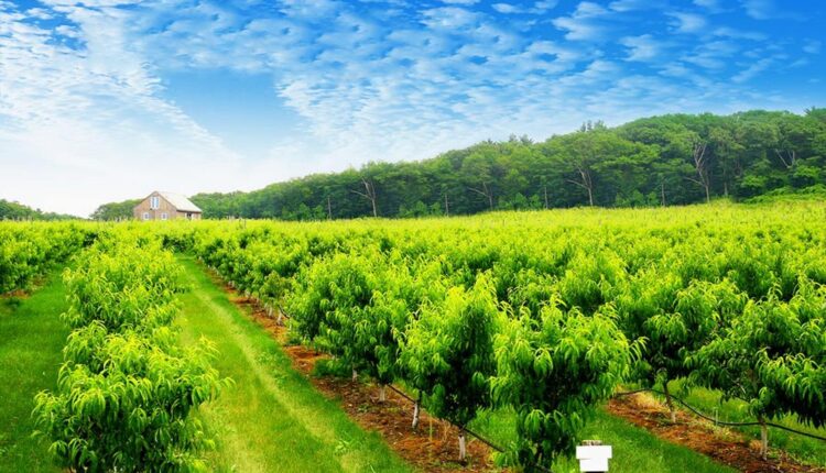 OIPA - politicile publice