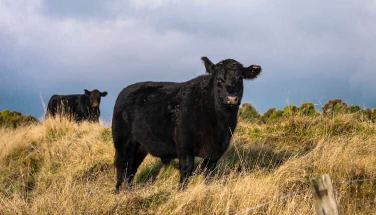 aberdeen angus romania