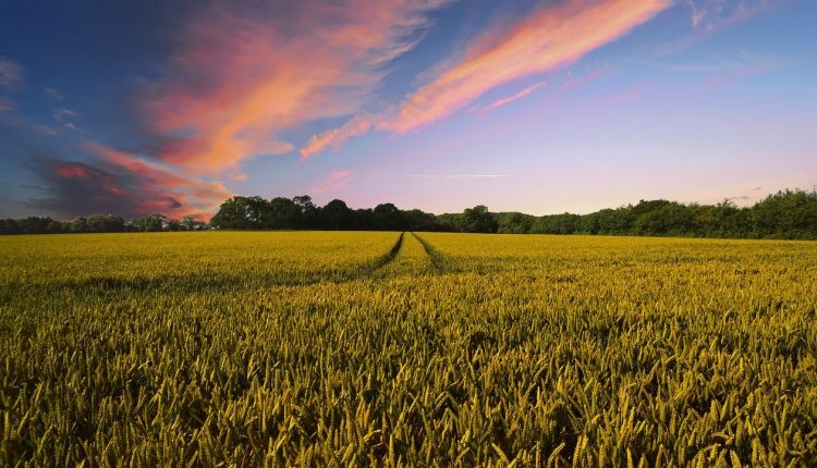 Lucrările agricole
