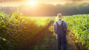 agricultura conservativa