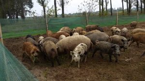 porci mangalita