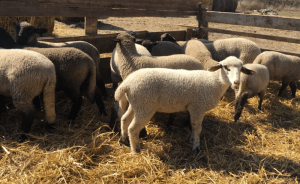 ovine si caprine