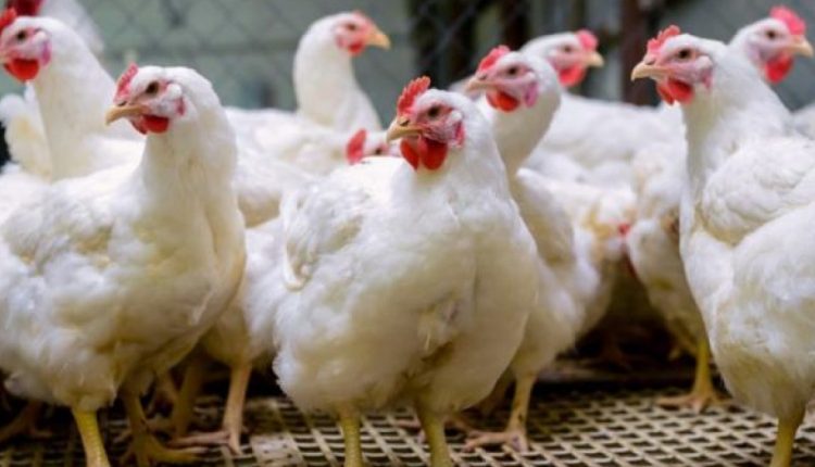 avicultura România Agricola