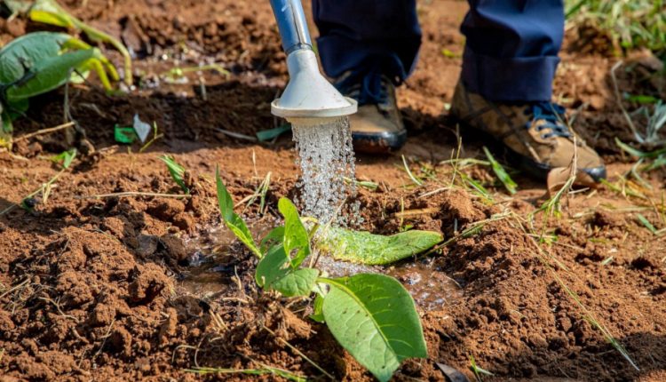 irigații Lungulețu
