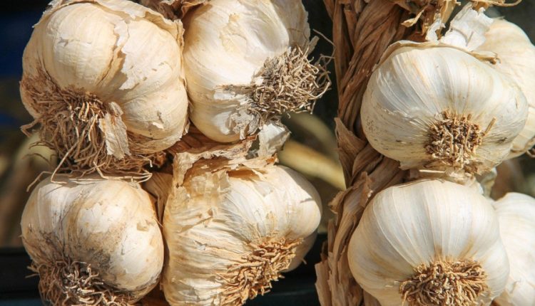 usturoiul, producătorii de usturoi