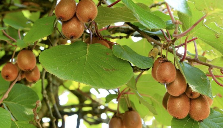 Arbori exotici - kiwi