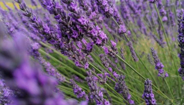 plante aromatice lavanda