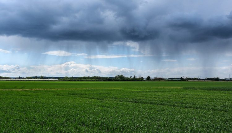 Asigurările agricole