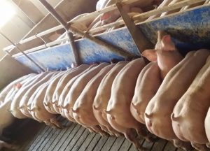 PorkProd Călin Muscă