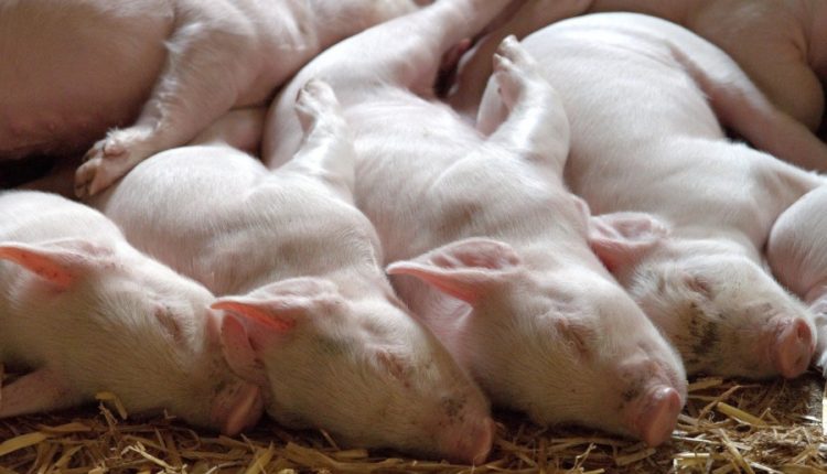 investiție fermă de porci