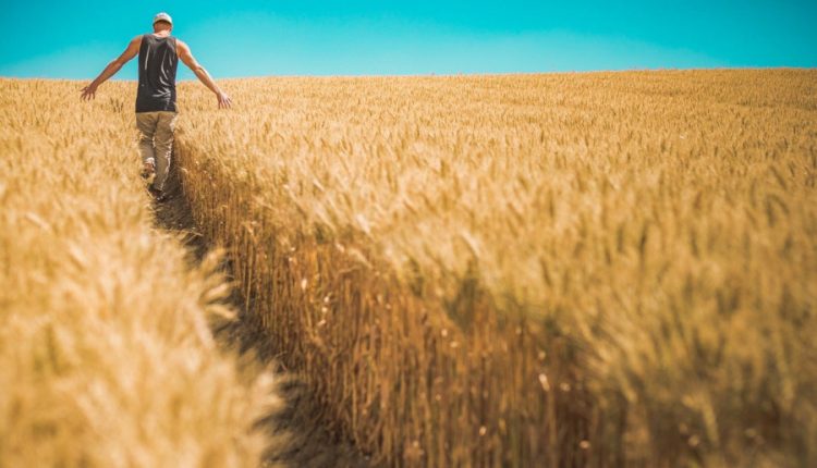 producție de grâu, exportator de cereale
