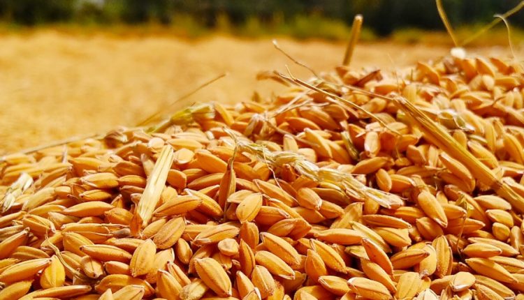 grâu export românia