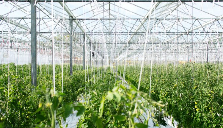 costuri legume în solarii