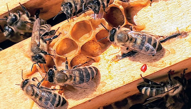 apicultorii înpotriva neonicotinoidelor