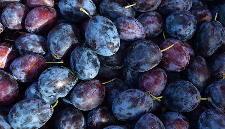țuică prune