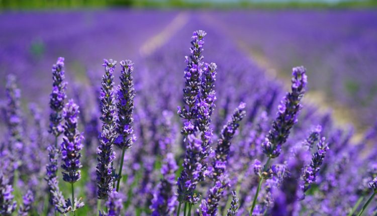 lavanda