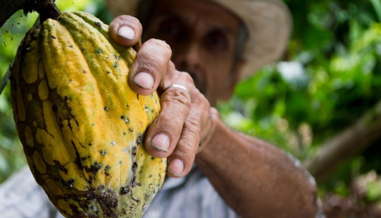 cacao