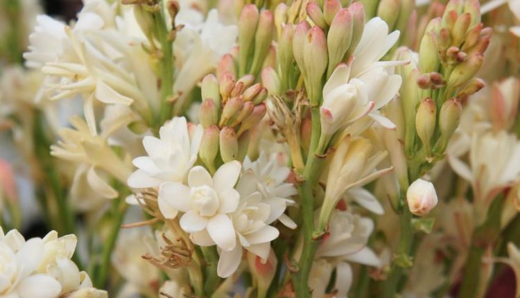 tuberoza