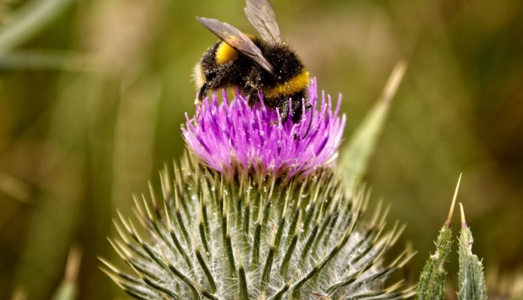 natura, decarbonizare