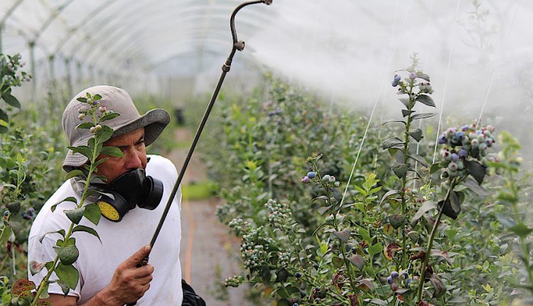 reducere pesticide