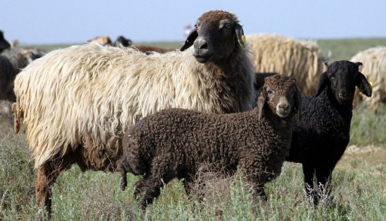 karakul