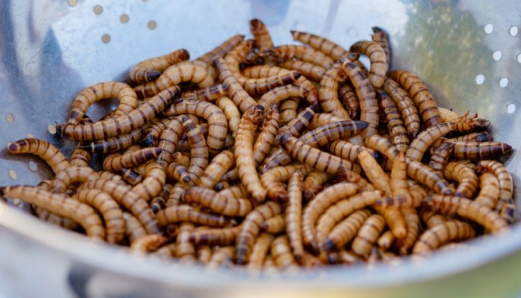 larve insecte
