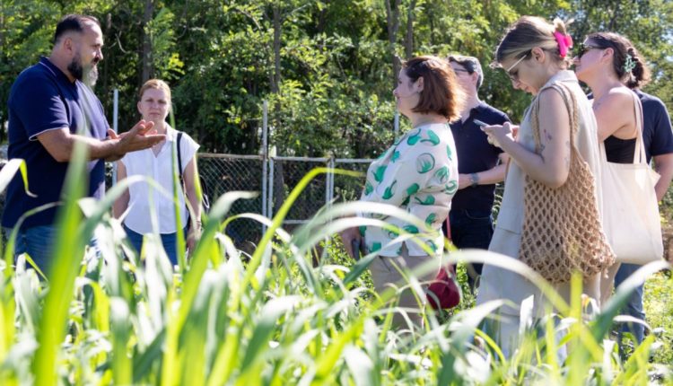 producători artizanali legume
