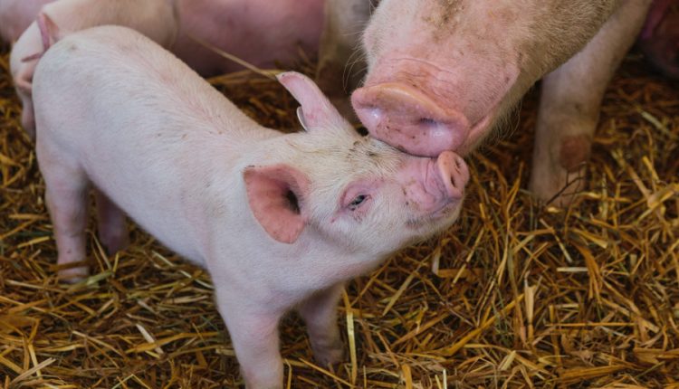 Ministerul Agriculturii