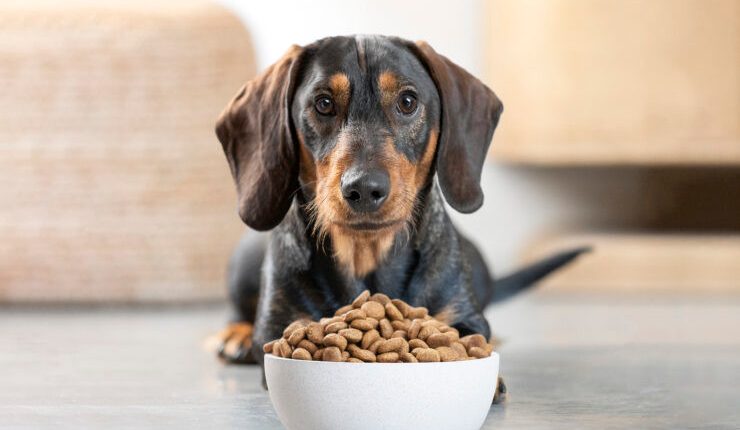 Biofach pet food investiție