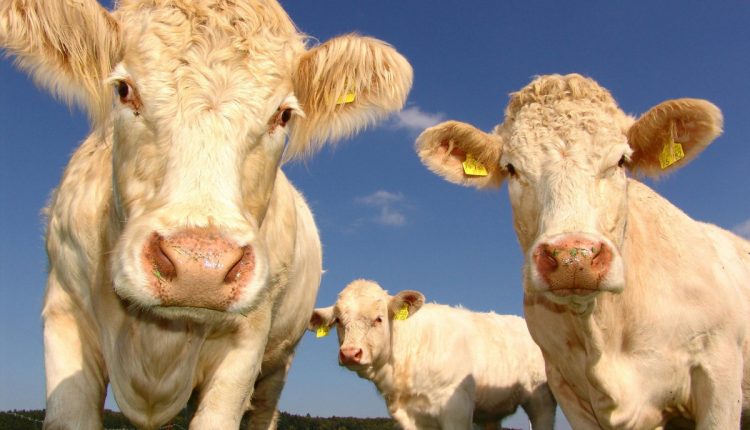 prețuri vaci Charolais