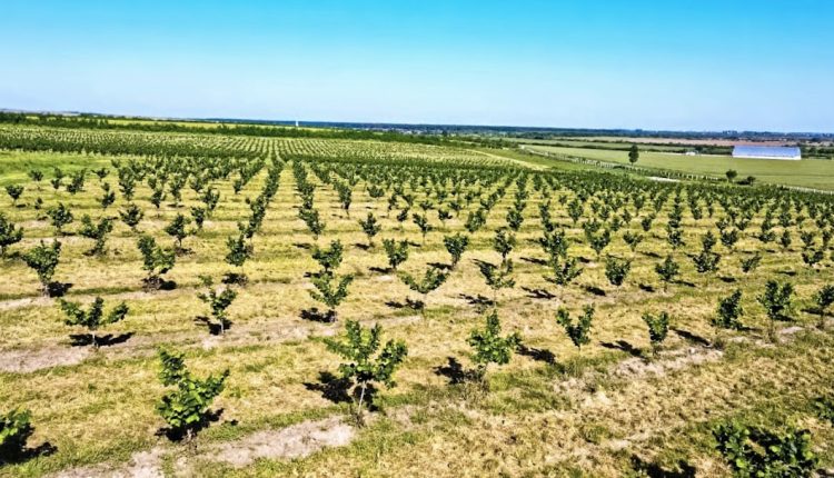 plantatie aluni alune